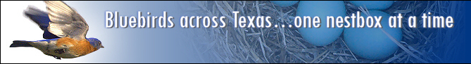 Bluebirds across Texas